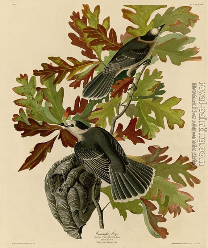 John James Audubon : Canada jay John James Audubon : Canada jay